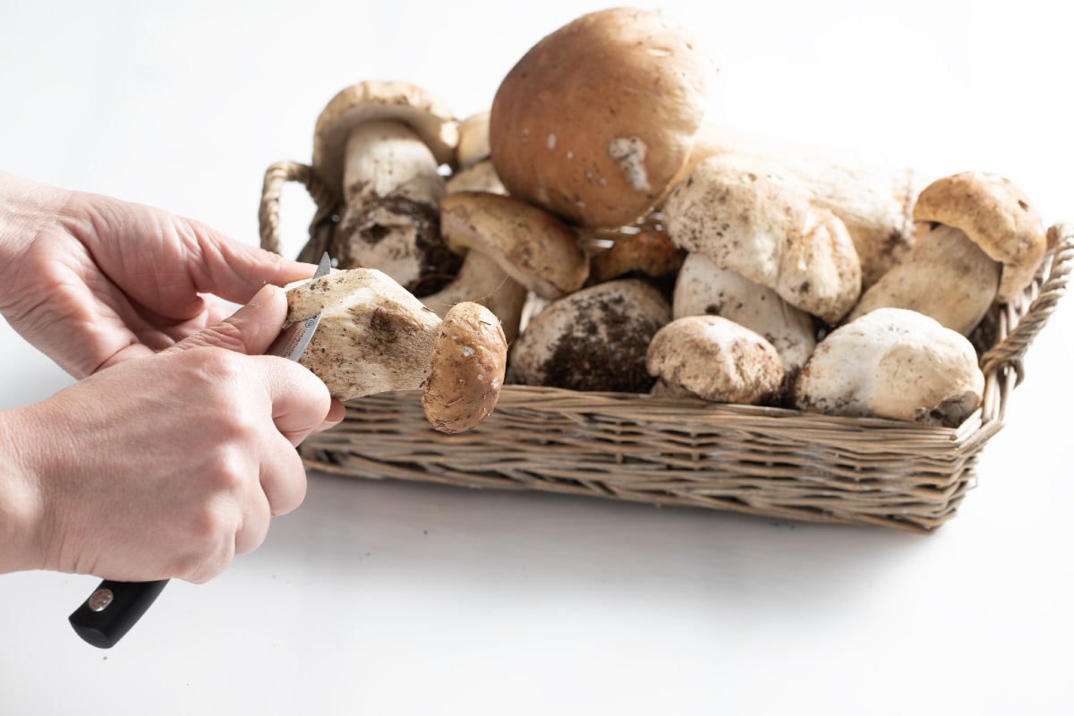 Wie man Steinpilze putzt