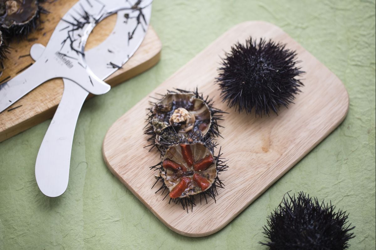 Wie man Seeigel reinigt