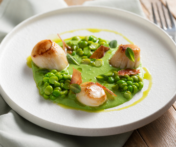 Gebratene Jakobsmuscheln auf Erbsenpüree