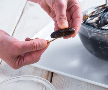 Wie man Miesmuscheln reinigt und öffnet